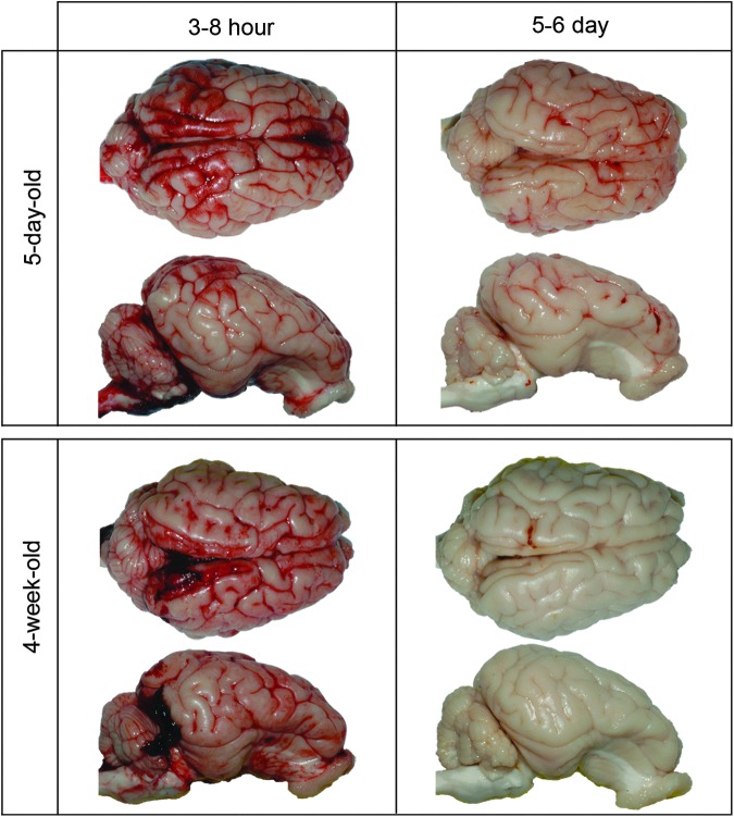 FIG. 4.