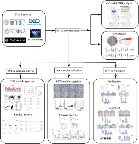 graphic file with name CAM4-12-8331-g002.jpg