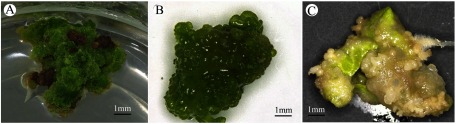 Figure 1. Callus induction from leaf explants of N. cadamba. (A) Type I callus, rigid and light-green, bearing small granular structures induced on induction medium containing 5 mg l−1 6-BA and 0.05 mg l−1 NAA. (B) Type II callus, green and nodular, turned to embryogenic callus which was induced on MS medium containing 5 mg l−1 TDZ and 0.05 mg l−1 NAA. (C) Type III callus, compact and whitish, commonly observed in induction medium containing 1 mg l−1 2,4-D.