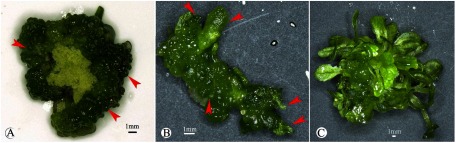 Figure 2. Shoot organogenesis and regeneration via nodular embryogenic structures from embryogenic callus. (A) Greenish and smooth embryogenic structure formation (red arrowheads) from embryogenic callus on MS medium containing 3 mg l−1 TDZ, 0.1 mg l−1 2,4-D and 0.05 mg l−1 NAA. (B) Embryogenic structures that was cultured on MS medium containing 0.5 mg l−1 6-BA and 0.05 mg l−1 NAA for 2 weeks to induce shoot buds (red arrowheads). (C) Shoot bud elongation on the same MS medium in (B) after another 2 weeks of growth.