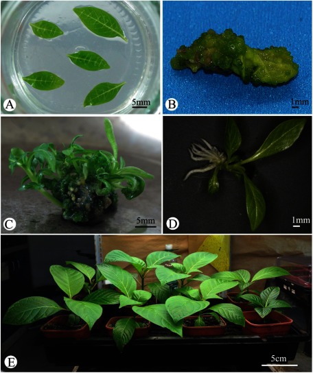 Figure 3. Simplified flow diagram of the pathways of plant regeneration from N. cadamba leaf. (A) Young leaves were cultured on MS medium containing 3 mg l−1 TDZ, 0.1 mg l−1 2,4-D and 0.05 mg l−1 NAA. (B) Embryo-like callus was induced after three weeks of culture. (C) Shoots induction from embryogenic structures on MS media containing 0.5 mg l−1 6-BA and 0.05 mg l−1 NAA after four weeks of culture. (D) Roots formed in MS with 0.05 mg l−1 NAA and 0.05 mg l−1 IBA. (E) Acclimatized plantlet after one month transplantation.