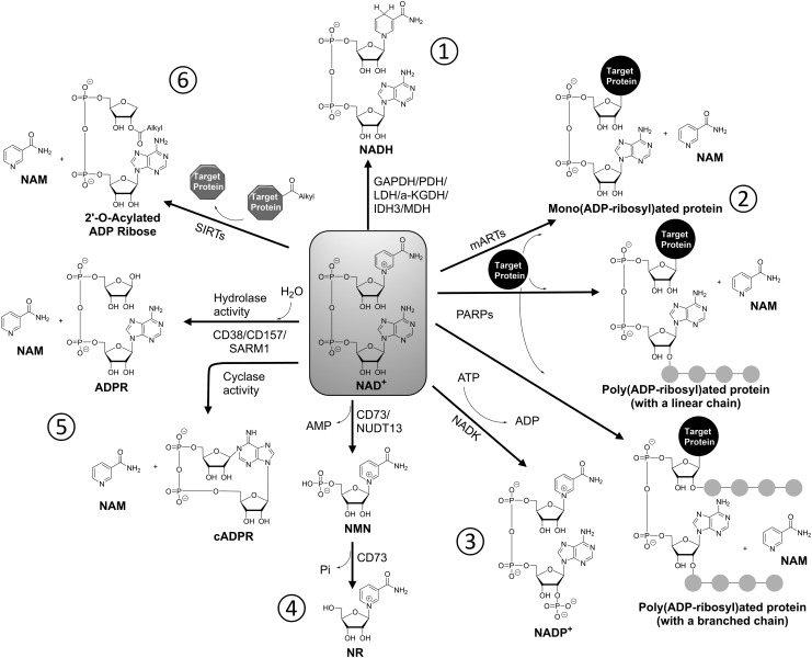 FIG. 3.