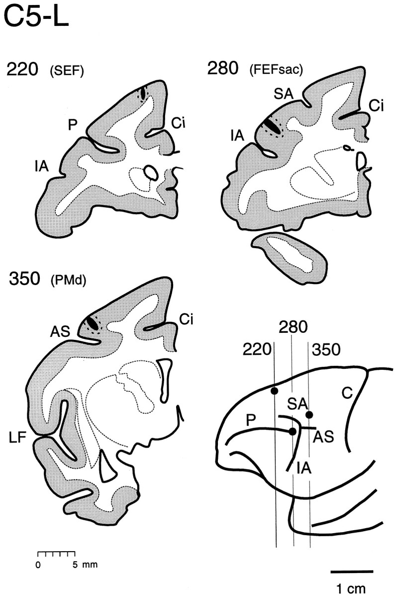 Fig. 5.