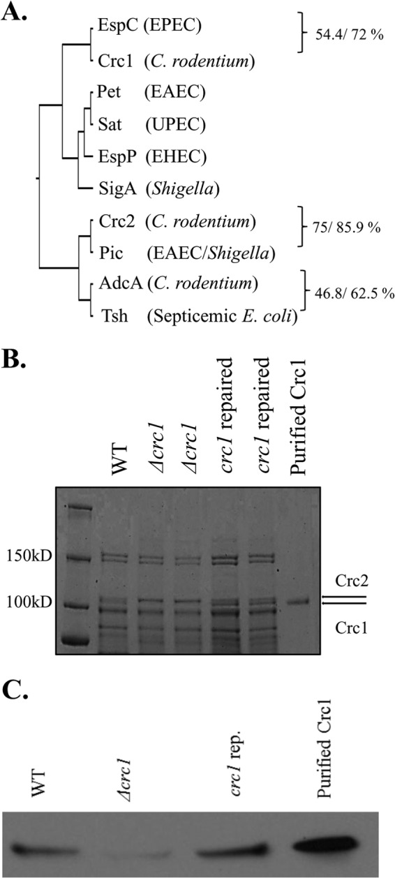 FIG 1