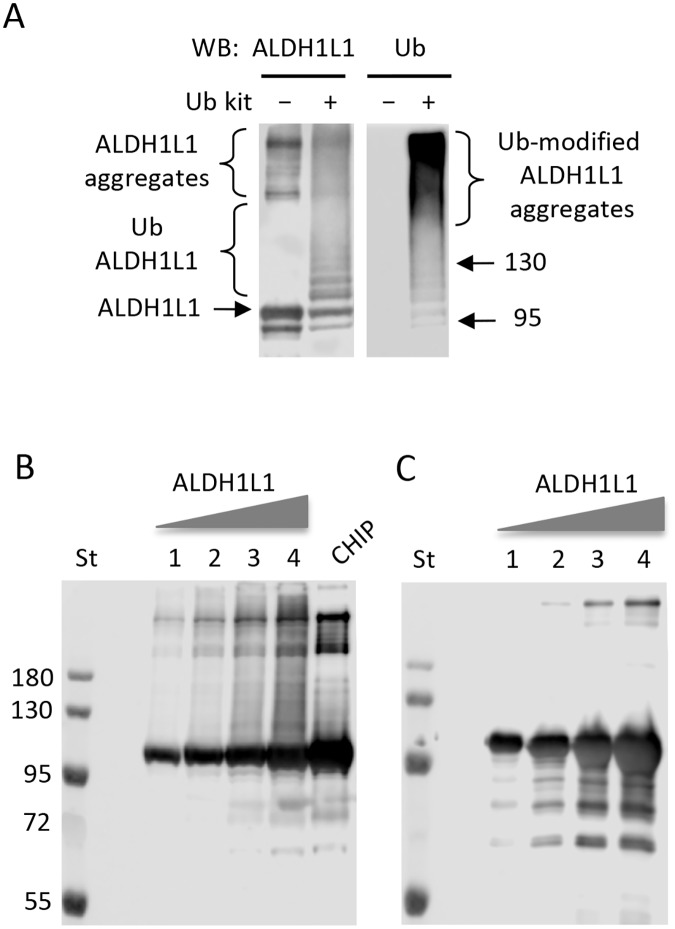 Fig 5