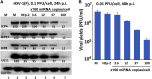 Figure 7