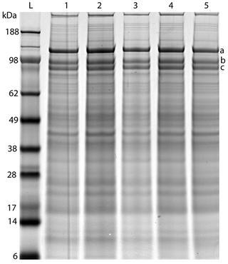 Fig. 9.2