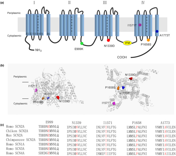 FIGURE 1