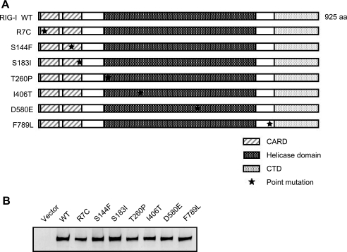 FIGURE 1.