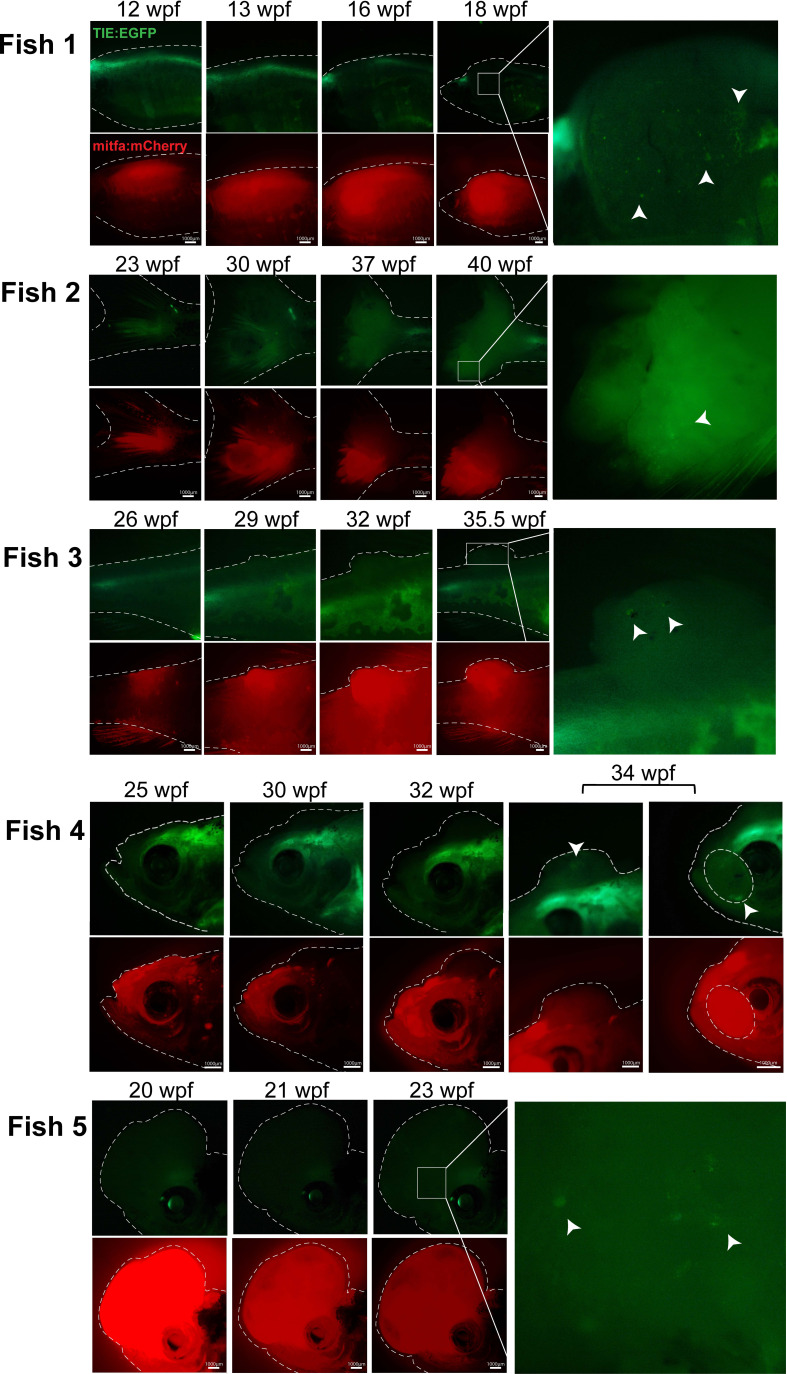 Figure 1—figure supplement 3.