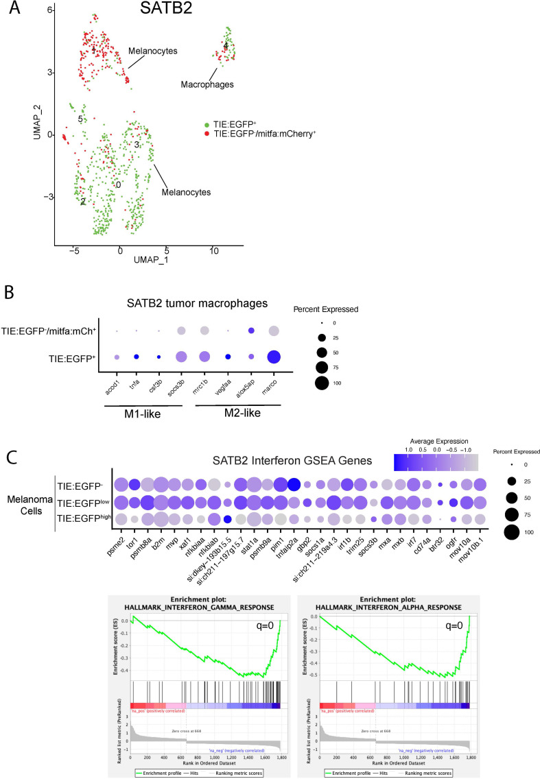 Figure 4—figure supplement 1.