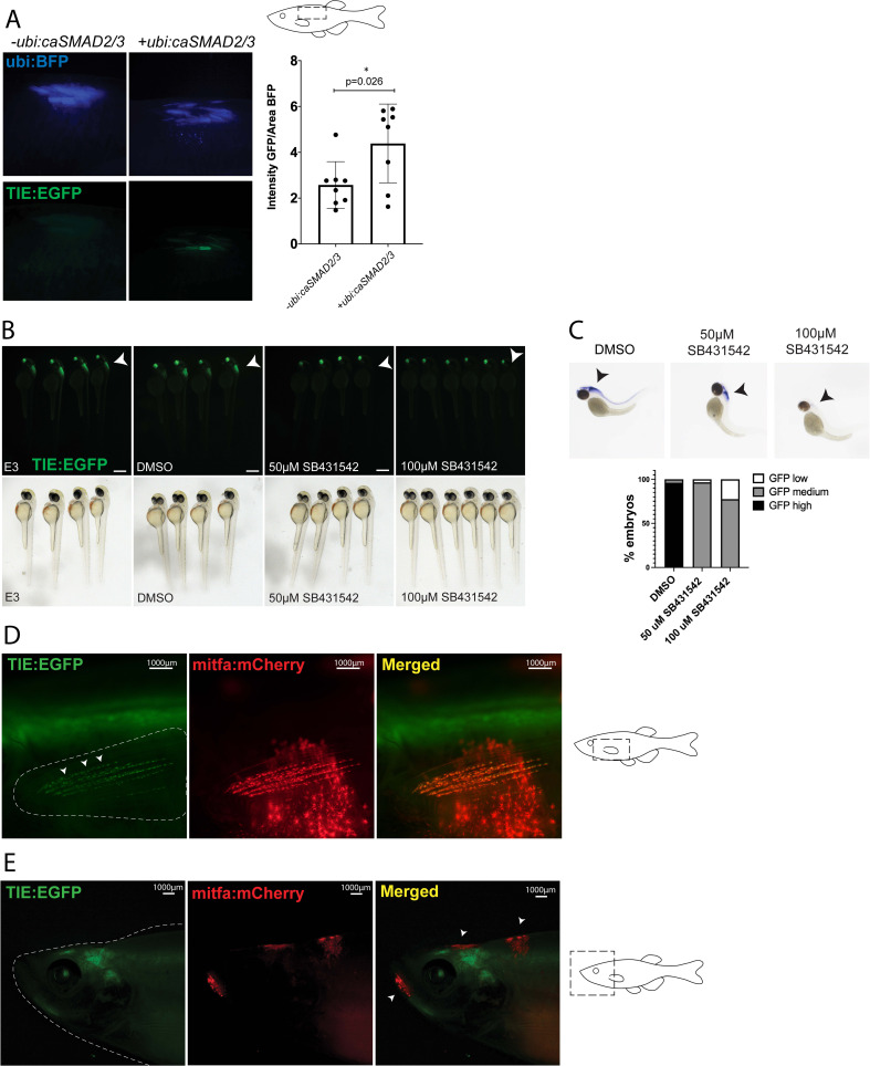 Figure 1—figure supplement 1.