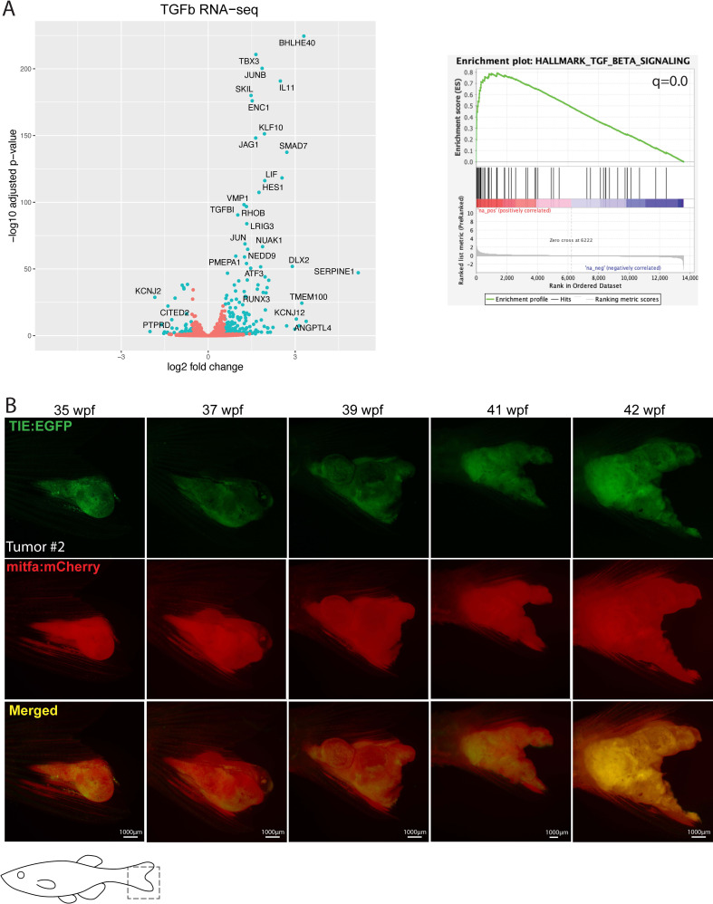 Figure 1—figure supplement 2.