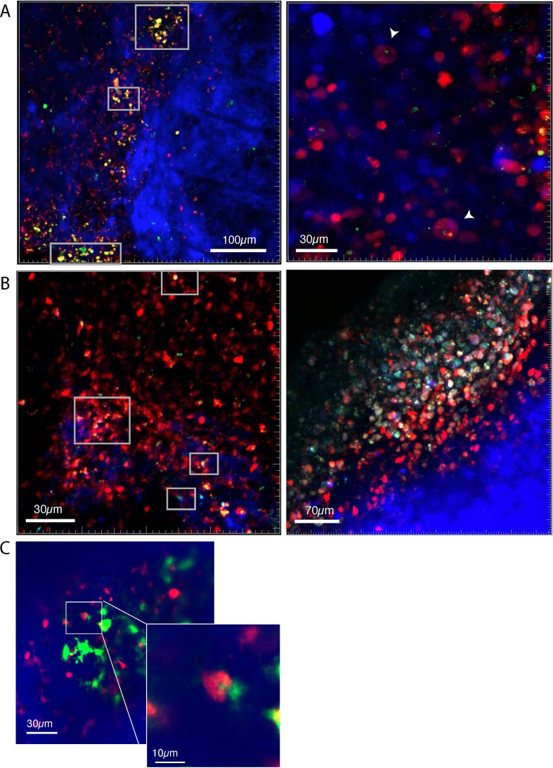 Figure 3—figure supplement 1.