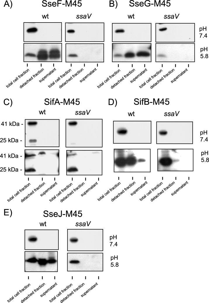 FIG. 4.