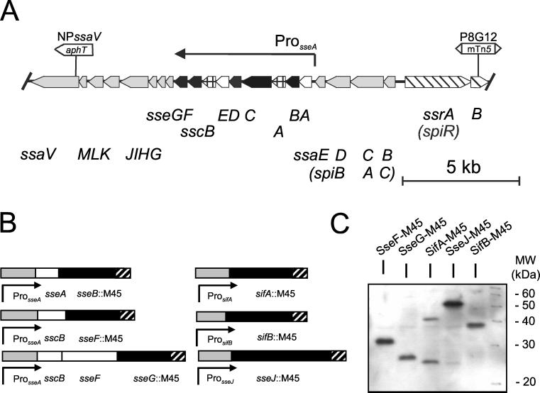 FIG. 1.