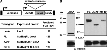 Figure 4.—