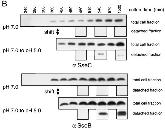 FIG. 6