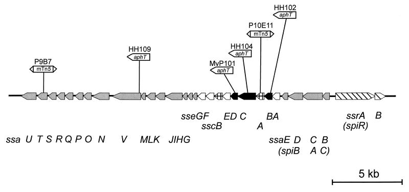 FIG. 1