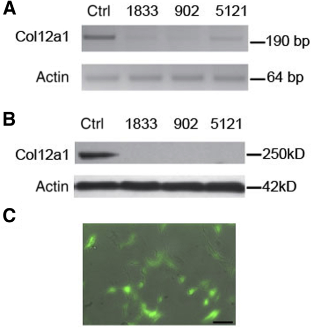 Figure 7