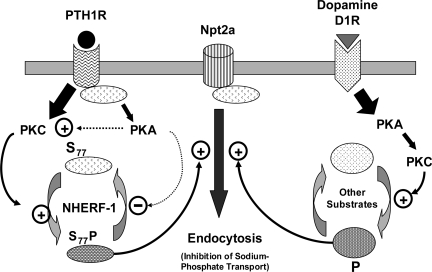 Fig. 7.