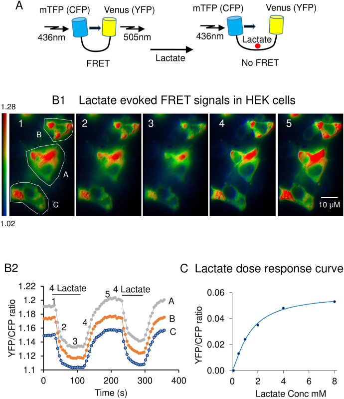 Real-time resolution studies of the regulation of lactate production by ...