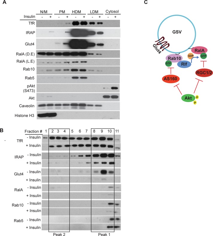 FIGURE 7: