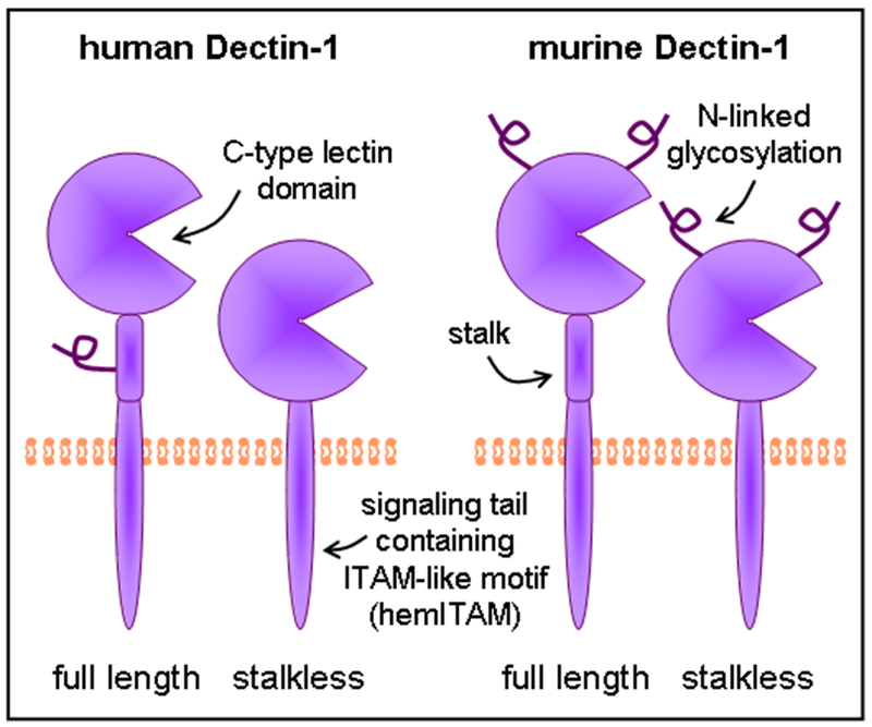 Figure 2: