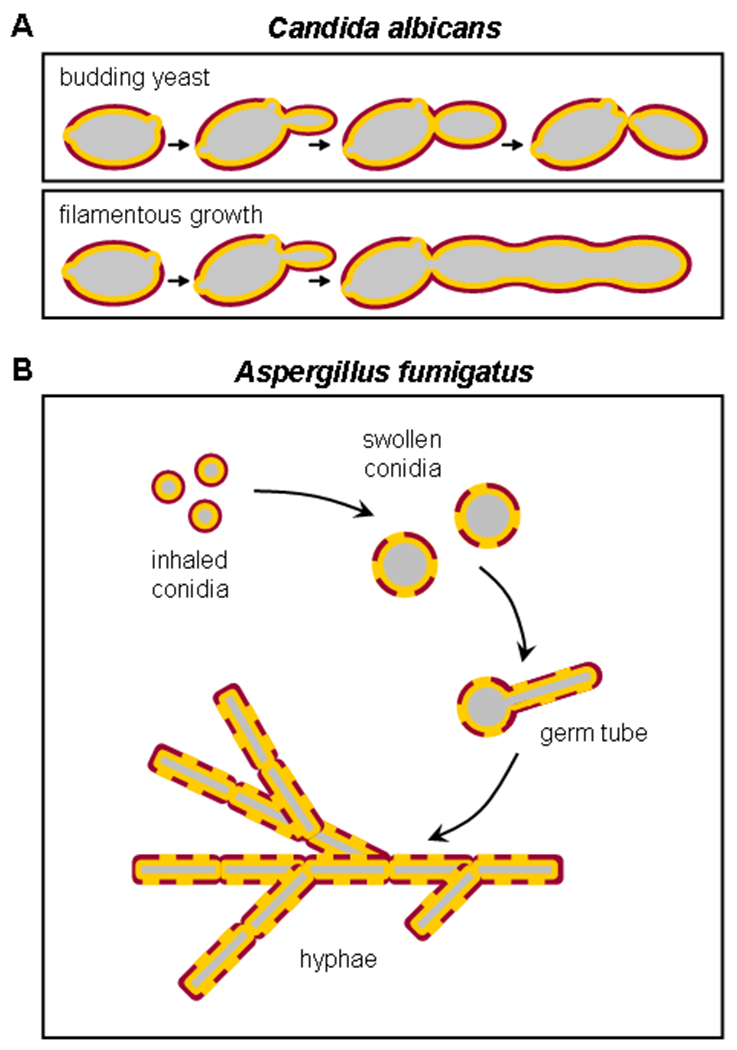 Figure 3: