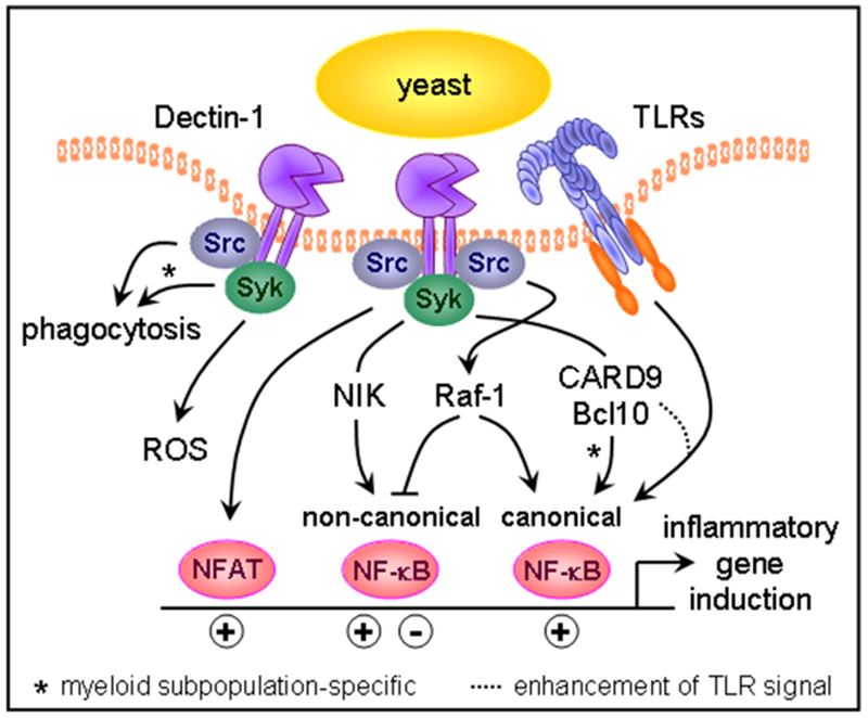 Figure 5: