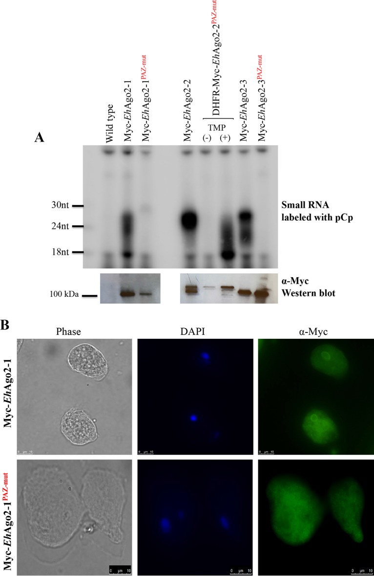 FIG 3