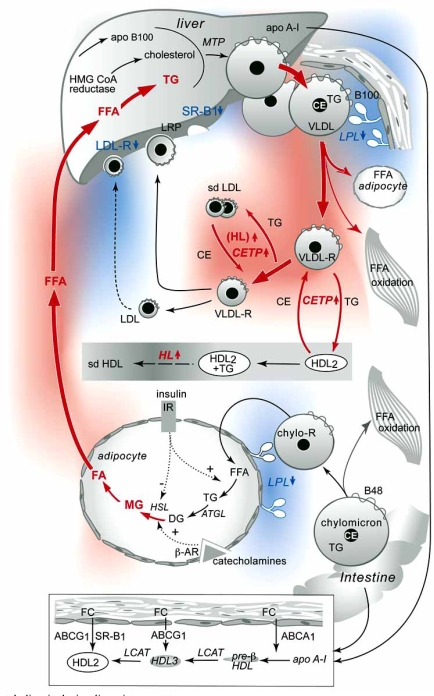 Fig. (1). Lipoprotein metabolism in the insulin resistance state.