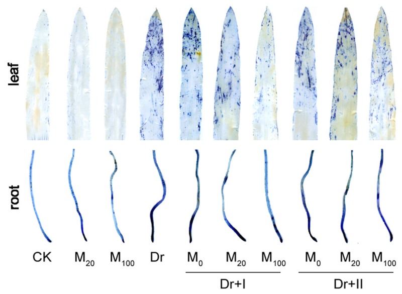 FIGURE 4