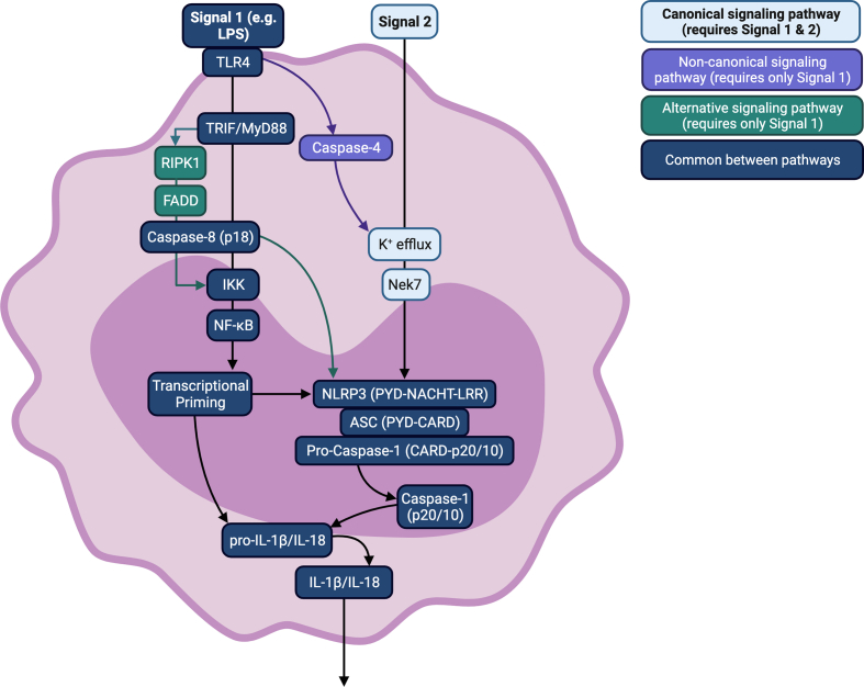 Fig. 1