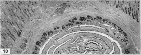 Fig. 10