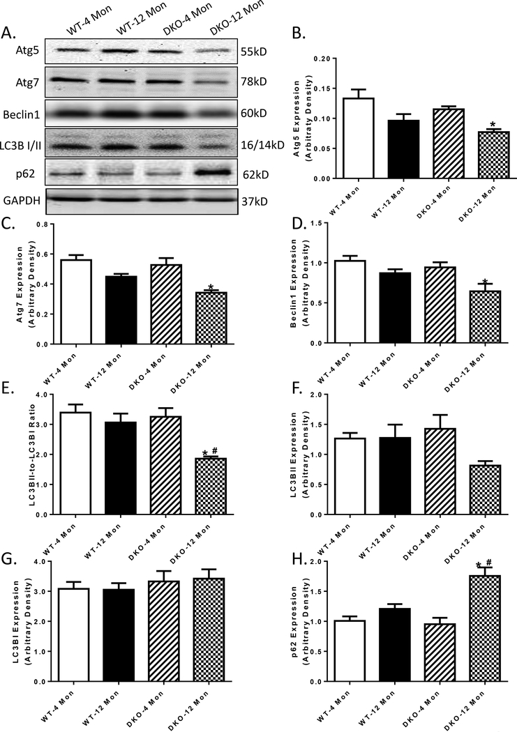 Fig. 6: