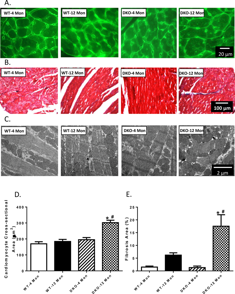 Fig. 5: