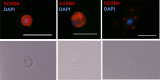 Figure 3—figure supplement 1.