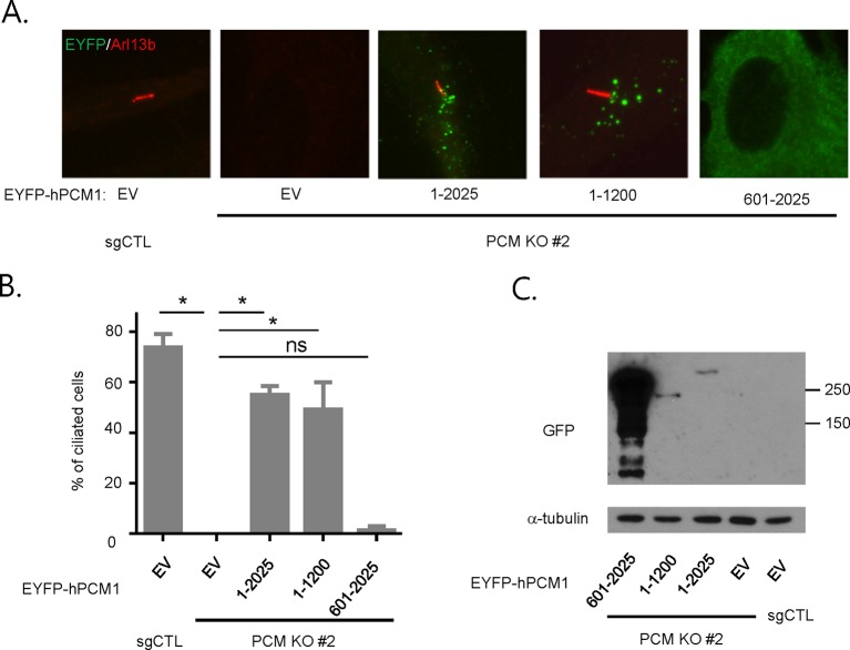 Figure 2—figure supplement 2.