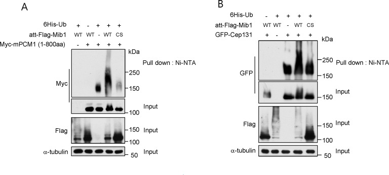 Figure 6—figure supplement 1.