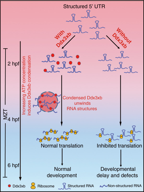 Fig. 7