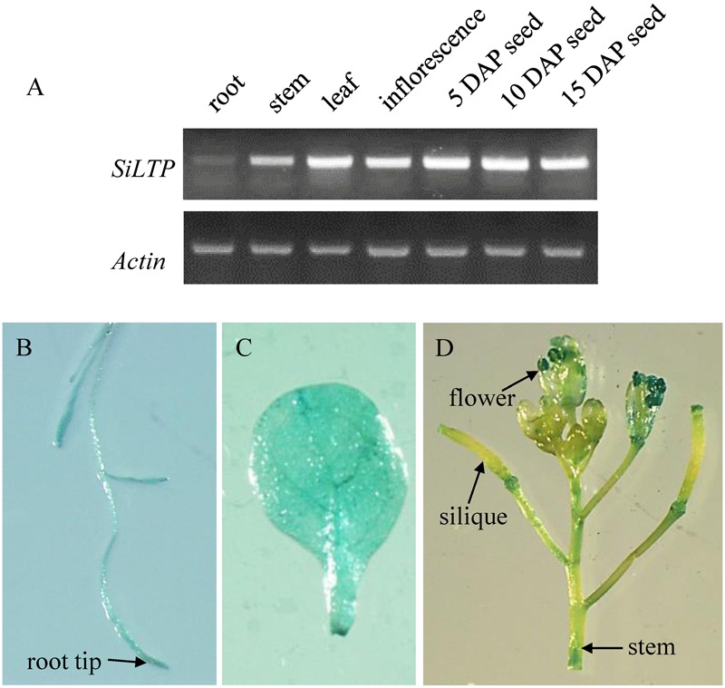 FIGURE 1