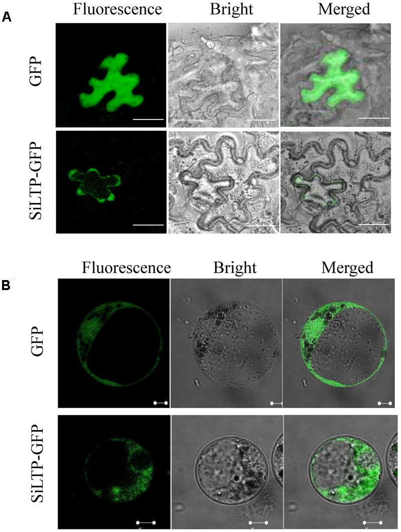 FIGURE 3