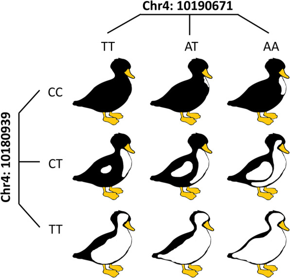 Fig. 6