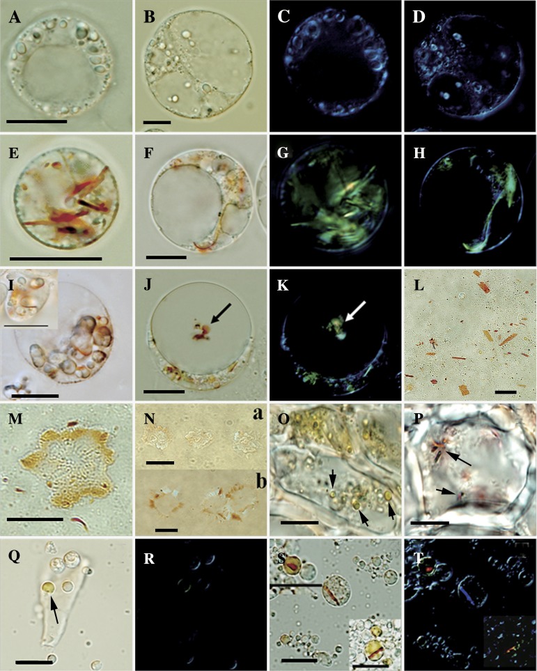 Fig. 5.