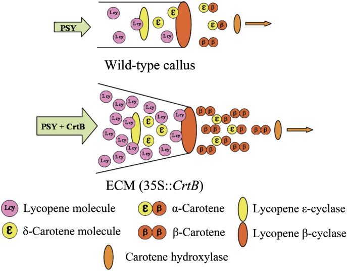 Fig. 10.