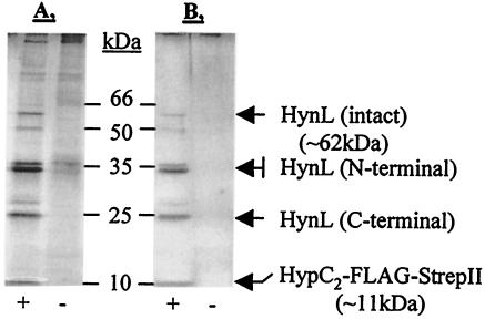 FIG. 7.