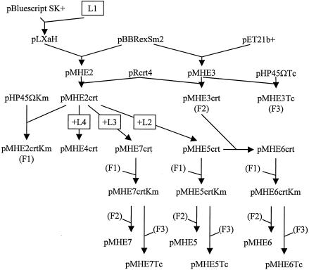 FIG. 1.