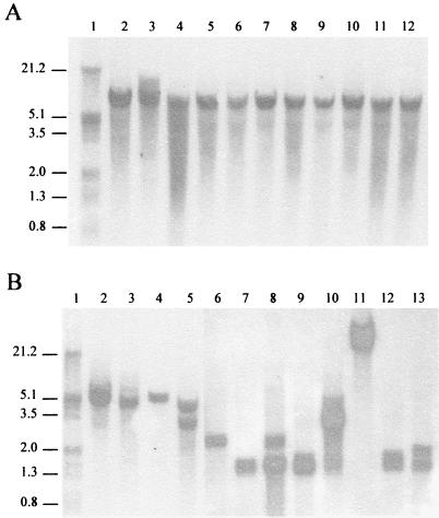 FIG. 5