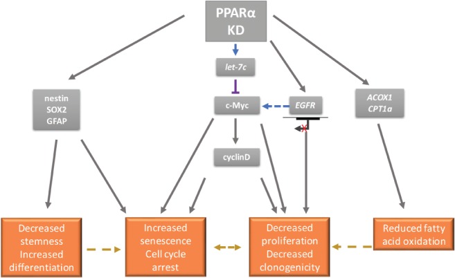 PATH-5201-FIG-0006-c